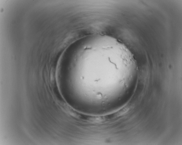 X0000065240131200602242034