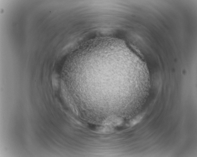 X0000065240135200602242034