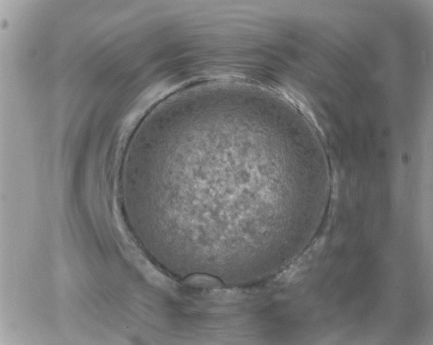 X0000065240145200602242033