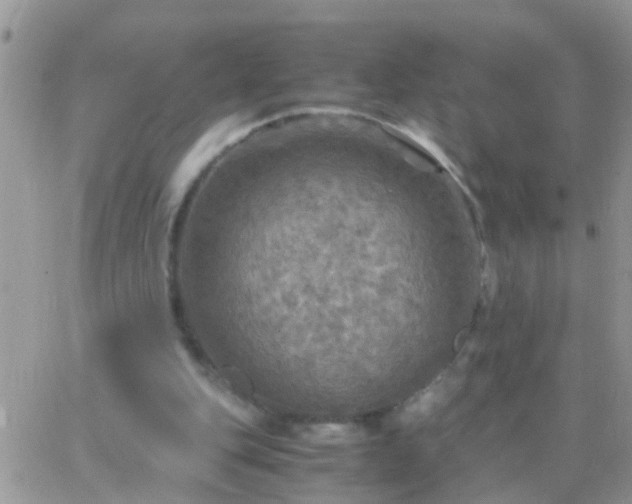 X0000065240151200602242033