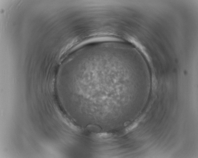 X0000065240153200602242033