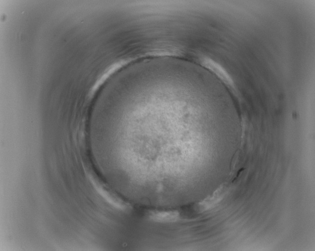 X0000065240155200602242033