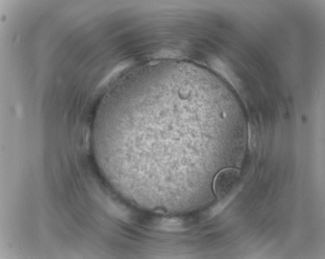 X0000065240157200602242033