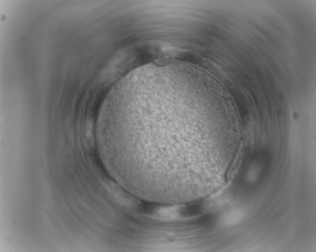 X0000065240178200602242034