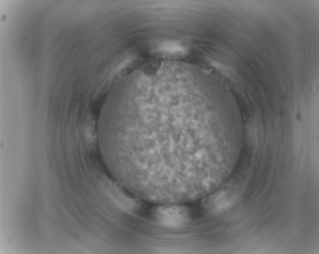 X0000065240181200602242034