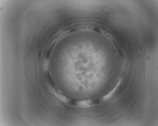 X0000065240191200602242034