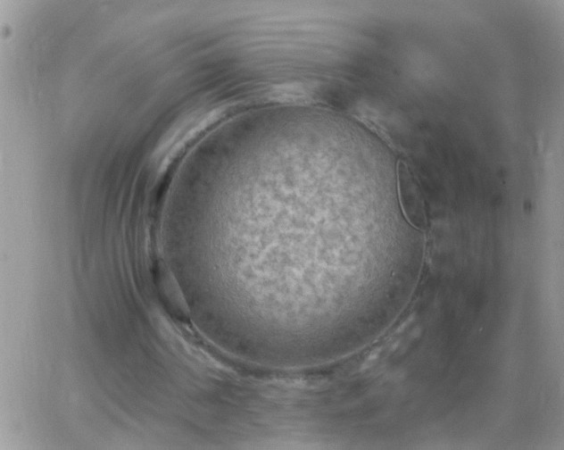 X0000065240194200602242033