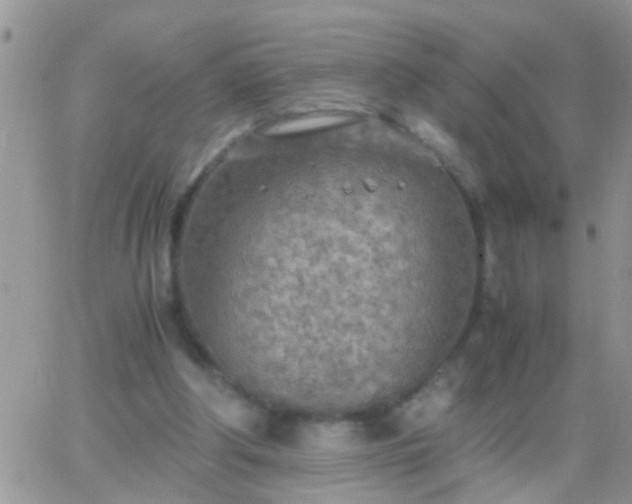 X0000065240202200602242033