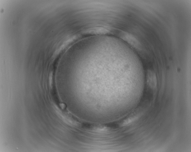 X0000065240206200602242033