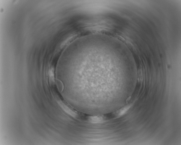 X0000065240238200602242032