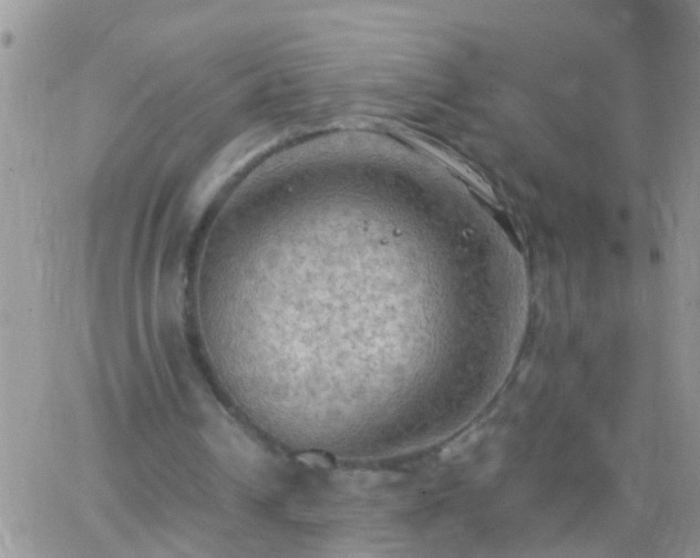 X0000065240242200602242031