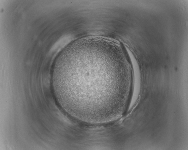 X0000065240243200602242032