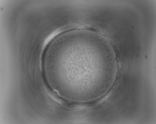 X0000065240246200602242032