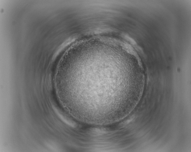 X0000065240250200602242032