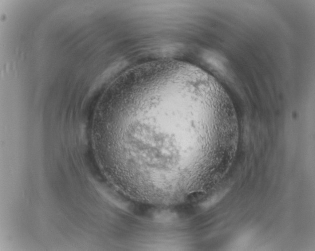 X0000065240258200602242032