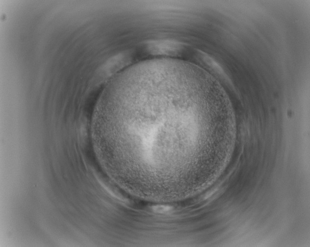 X0000065240265200602242032