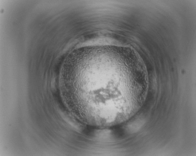 X0000065240266200602242032