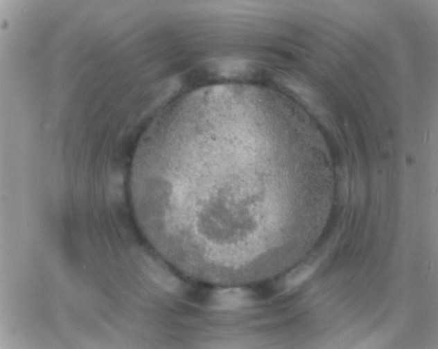 X0000065240269200602242032