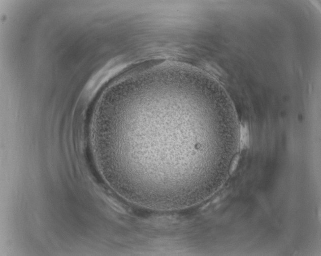 X0000065240291200602242031