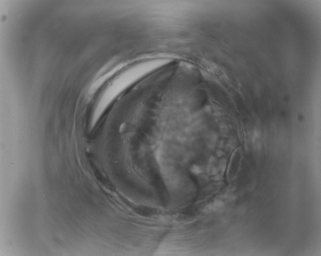 X0000065240295200602242031