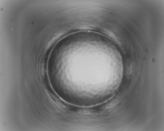 X0000065240299200602242031