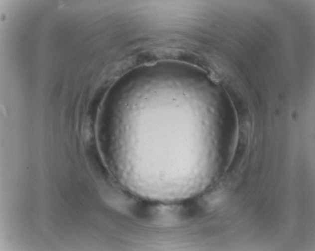 X0000065240323200602242031