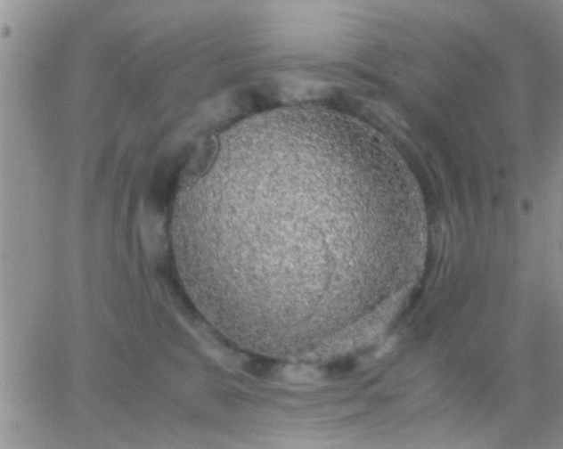 X0000065240327200602242031