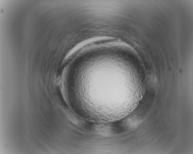 X0000065240331200602242031