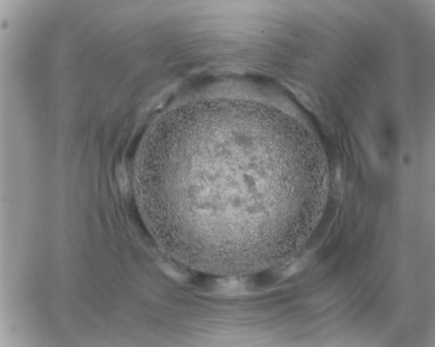 X0000065240335200602242031