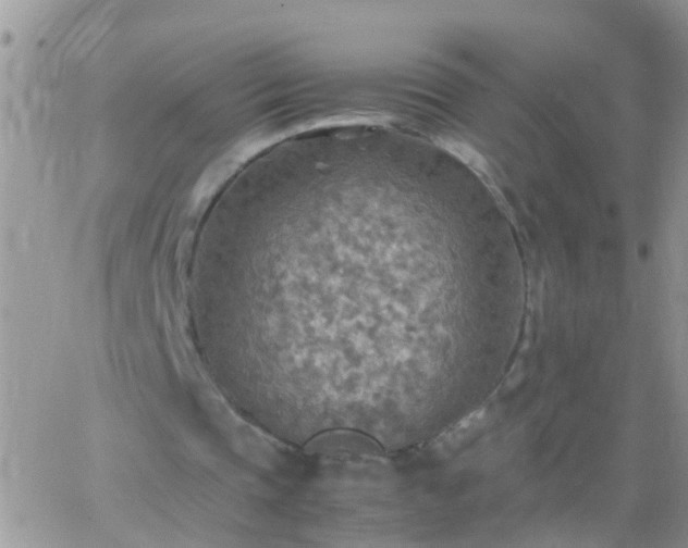 X0000065240337200602242030