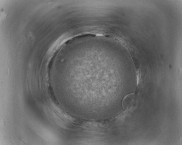 X0000065240339200602242030