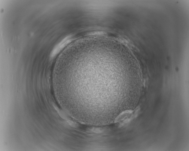 X0000065240341200602242030