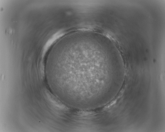 X0000065240343200602242030