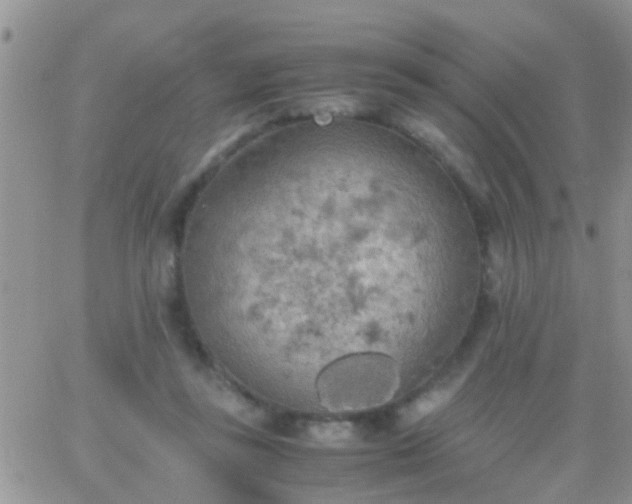 X0000065240355200602242030