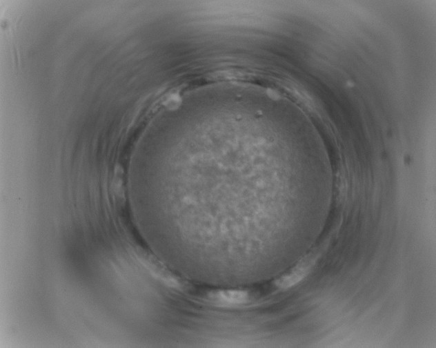 X0000065240361200602242030