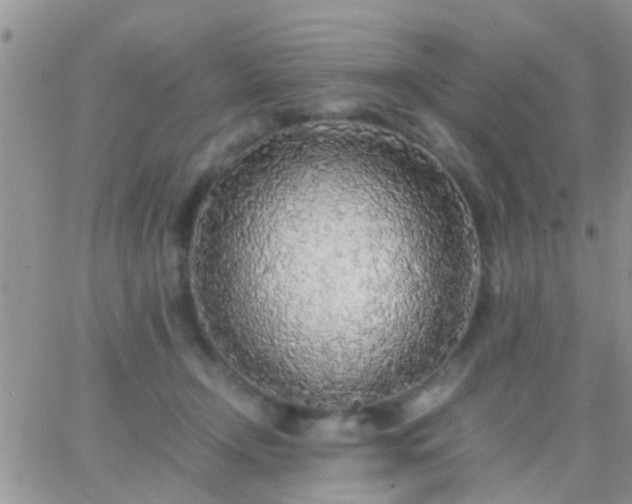 X0000065240366200602242030