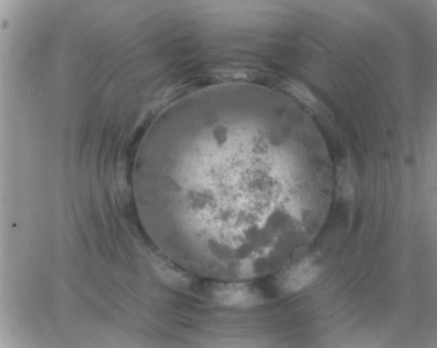 X0000065240377200602242031