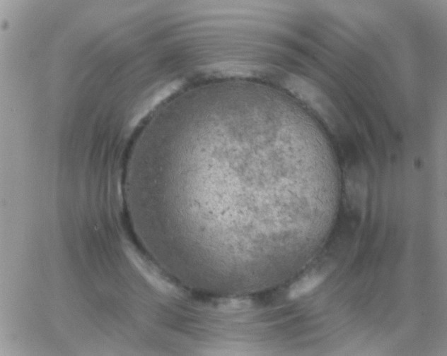 X0000065240398200602242030