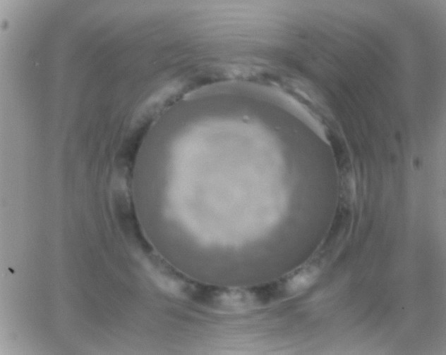 X0000065240415200602242029