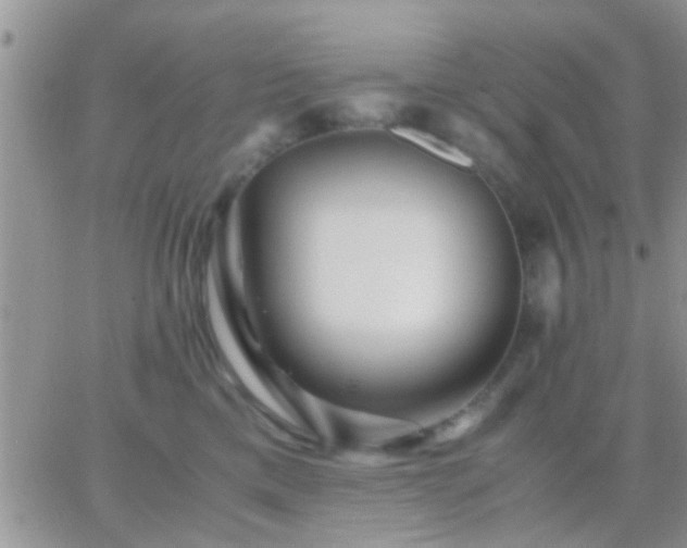 X0000065240425200602242029