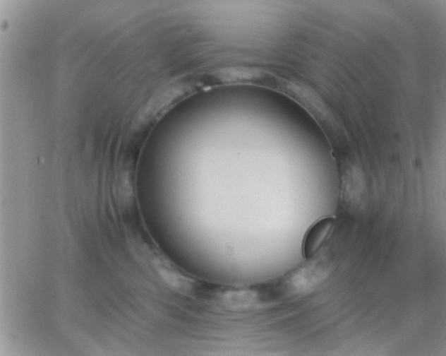 X0000065240426200602242029