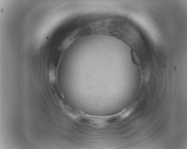 X0000065240431200602242029