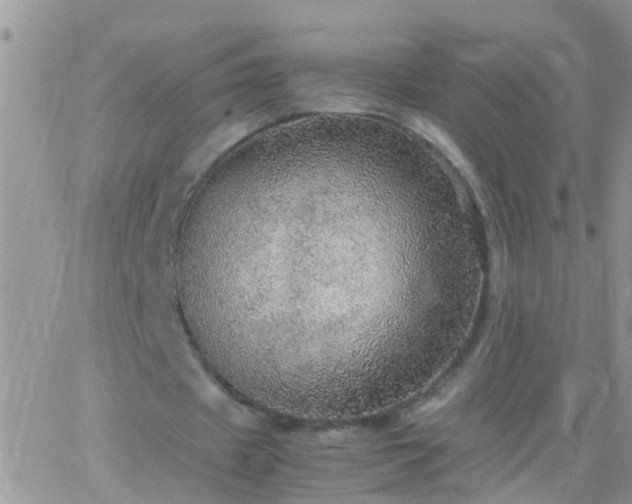 X0000065240433200602242028