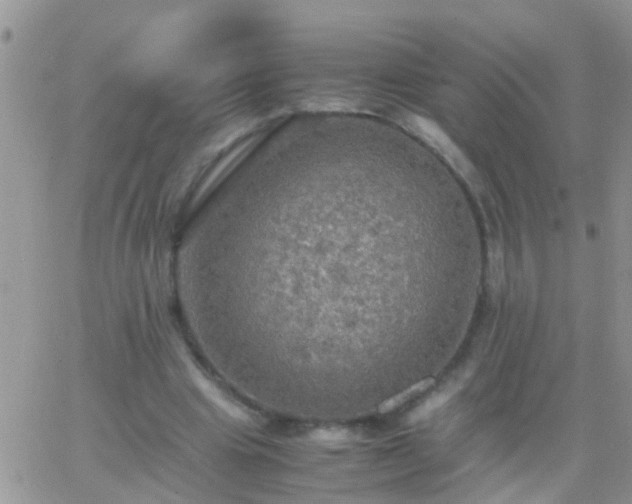 X0000065240441200602242028