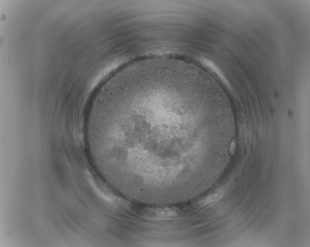 X0000065240443200602242028