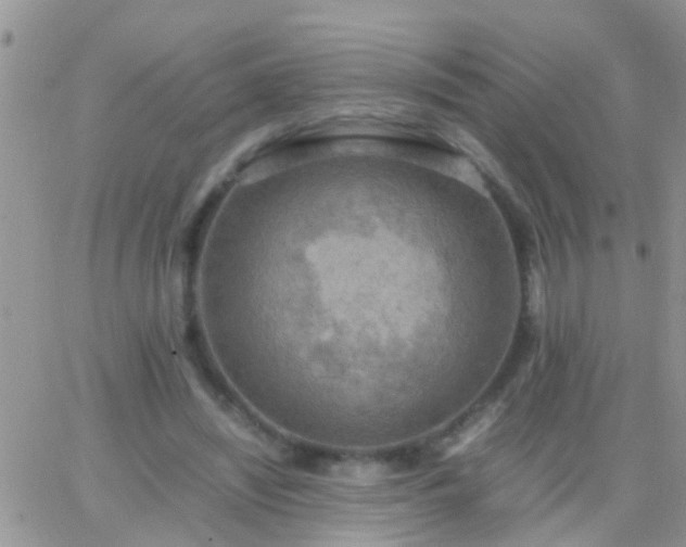 X0000065240444200602242029