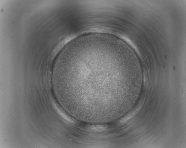 X0000065240445200602242029