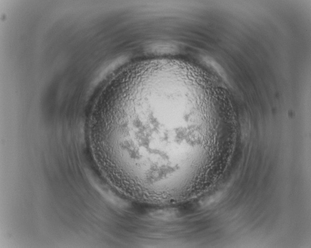 X0000065240447200602242029