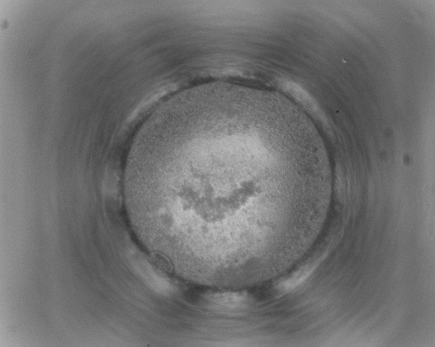 X0000065240449200602242029