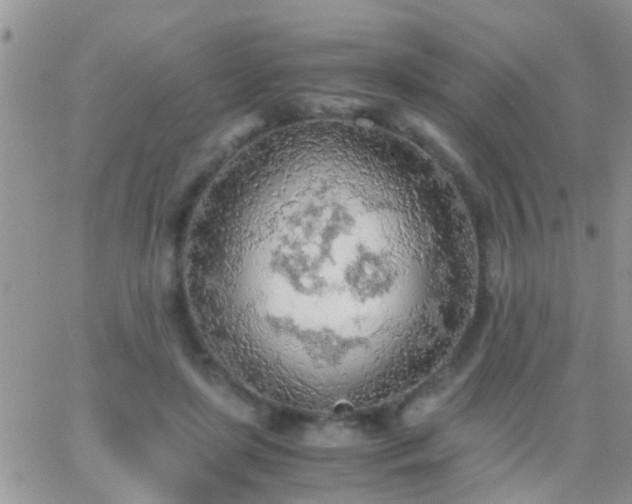 X0000065240451200602242029